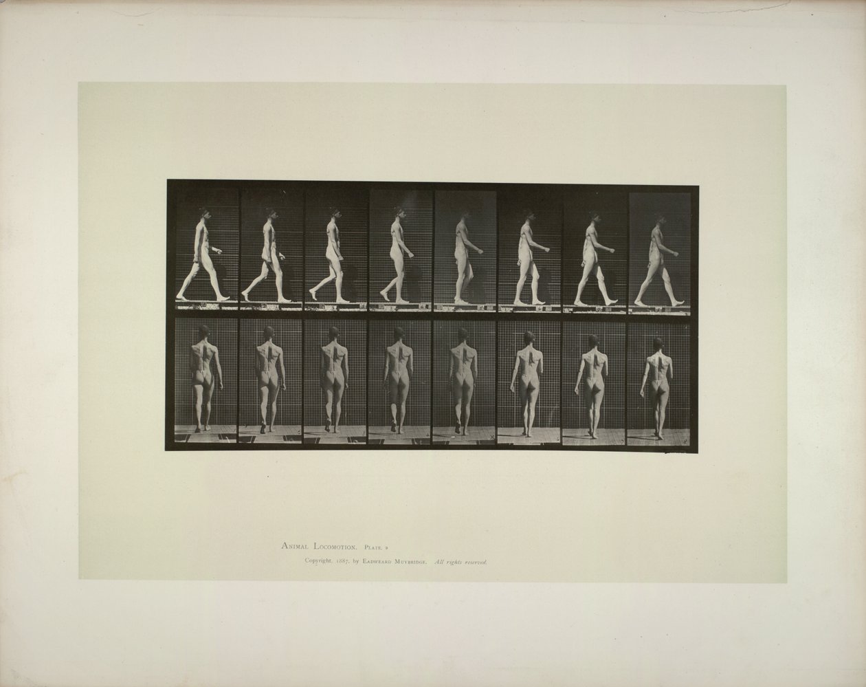 動物の移動: 男性の骨盤布、1887 年。スウェーデン語 av Eadweard Muybridge