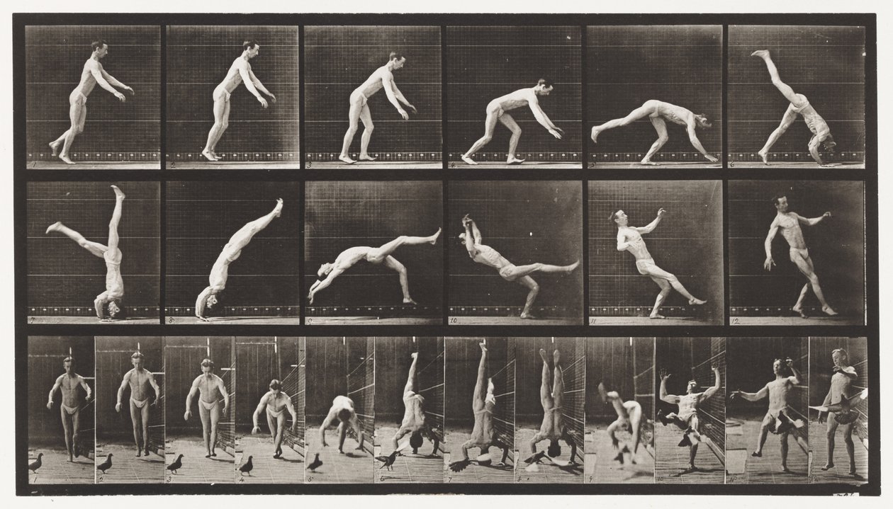 Plåt 365. Headspring, En flygande duva som stör av Eadweard Muybridge