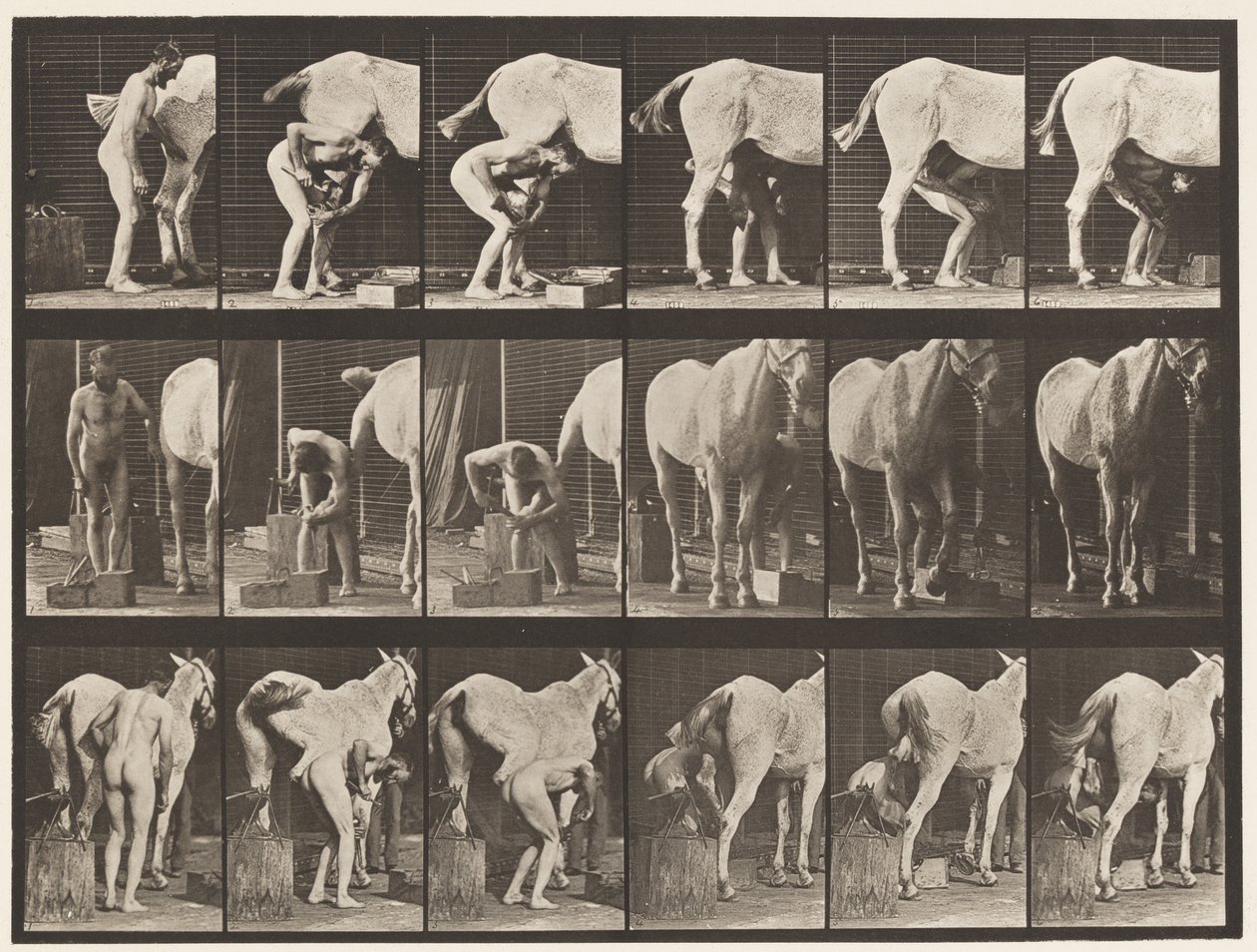 Skylt 509. Skoning av en häst av Eadweard Muybridge