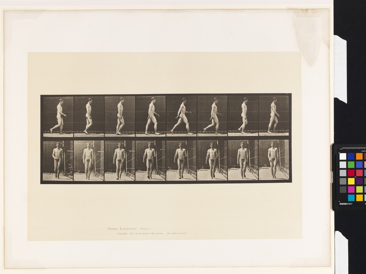 Plåt 5.Gå av Eadweard Muybridge