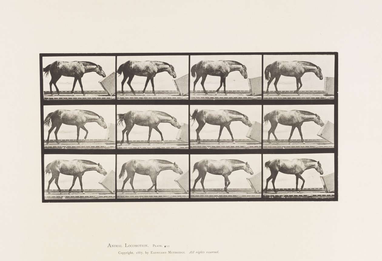 Tallrik 657. Rulla en låda; Ponny, Lotta av Eadweard Muybridge