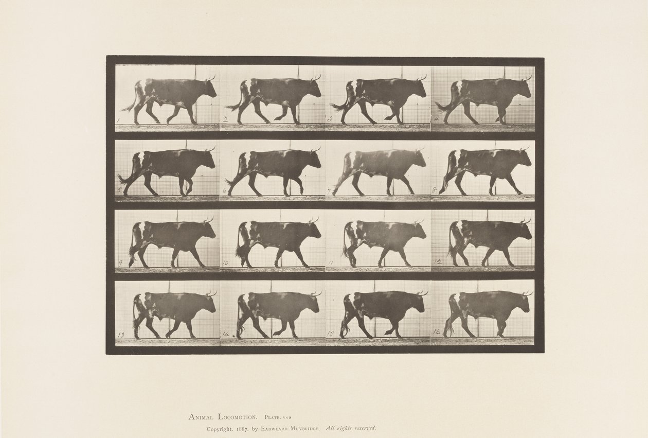 Tallrik 669. Oxe; Gående av Eadweard Muybridge