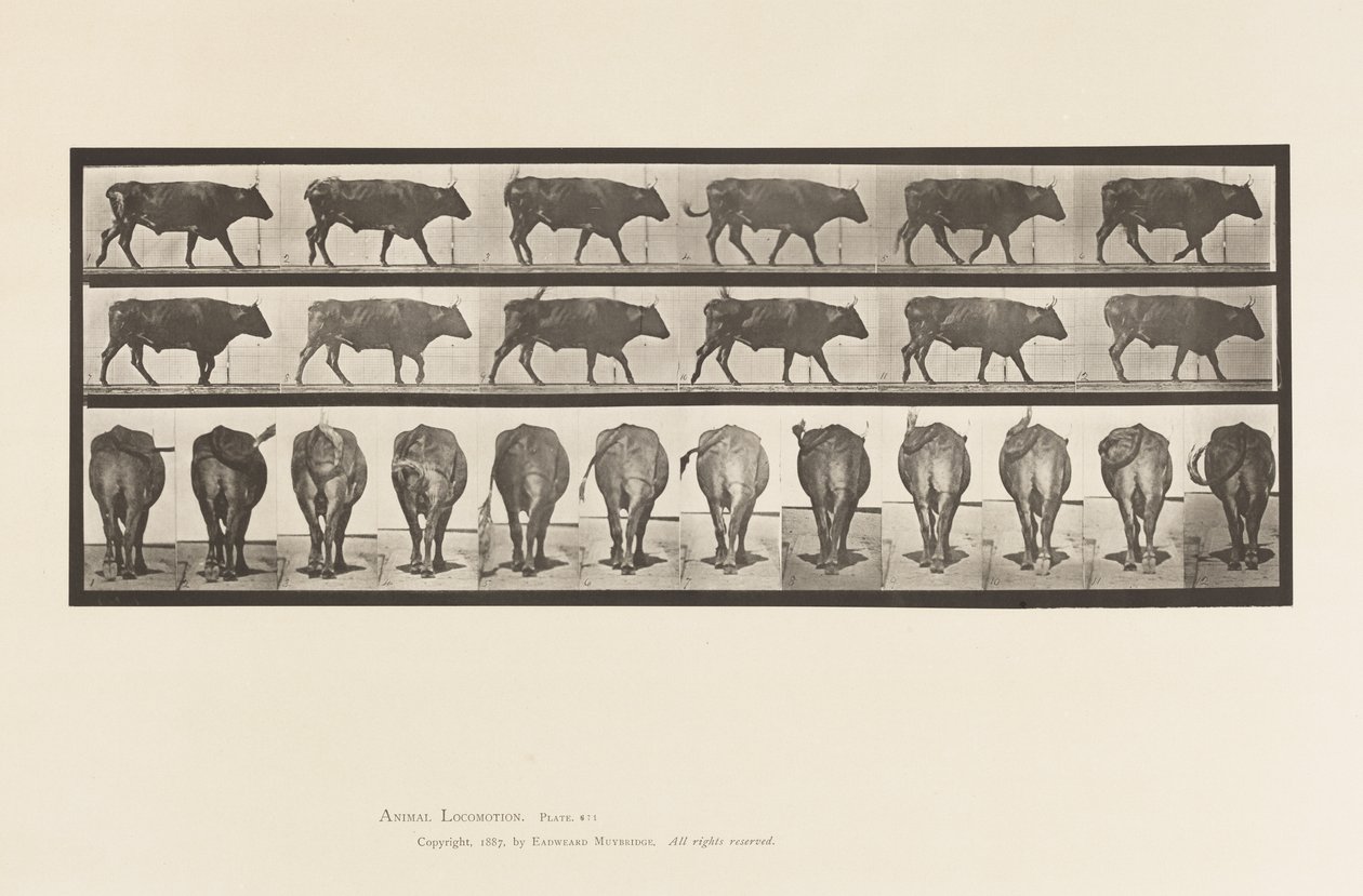 Tallrik 671. Ox; Gående av Eadweard Muybridge