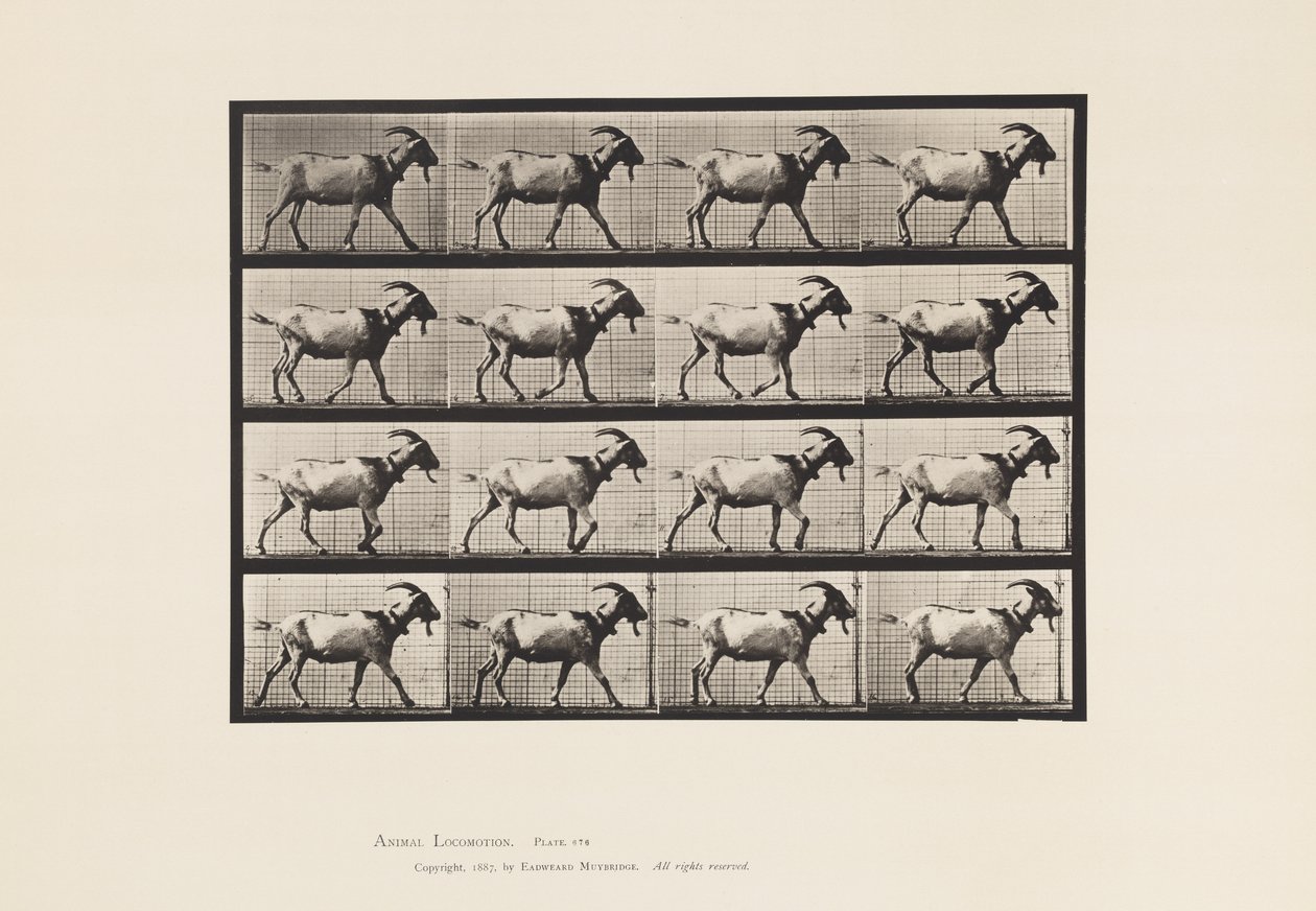 Tavla 676. Get; Gående av Eadweard Muybridge