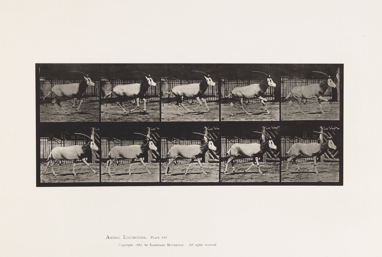 Tallrik 680. Orex; Galopperande av Eadweard Muybridge