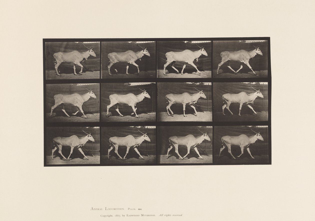 Tavla 696. Eland, Trav av Eadweard Muybridge