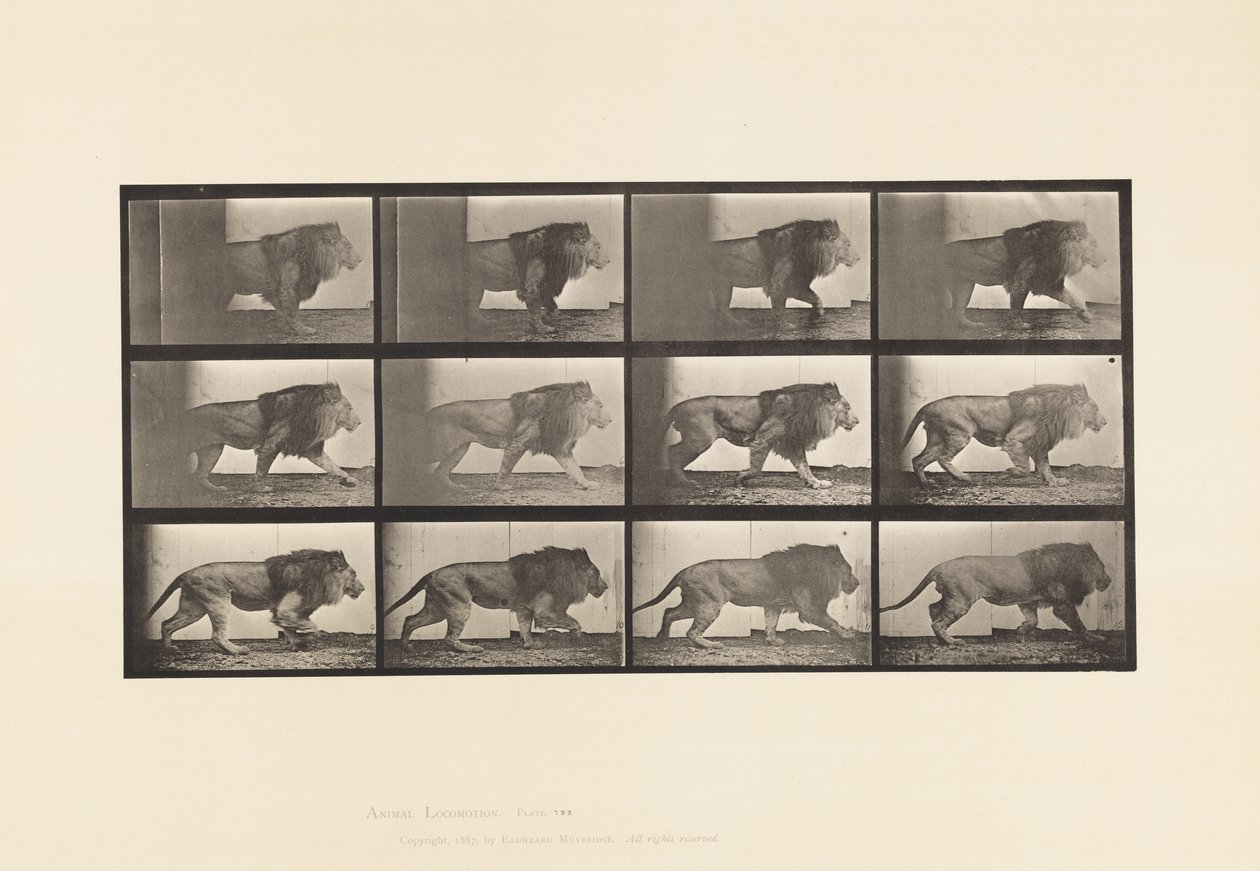 Tallrik 722. Lejon; Gående av Eadweard Muybridge