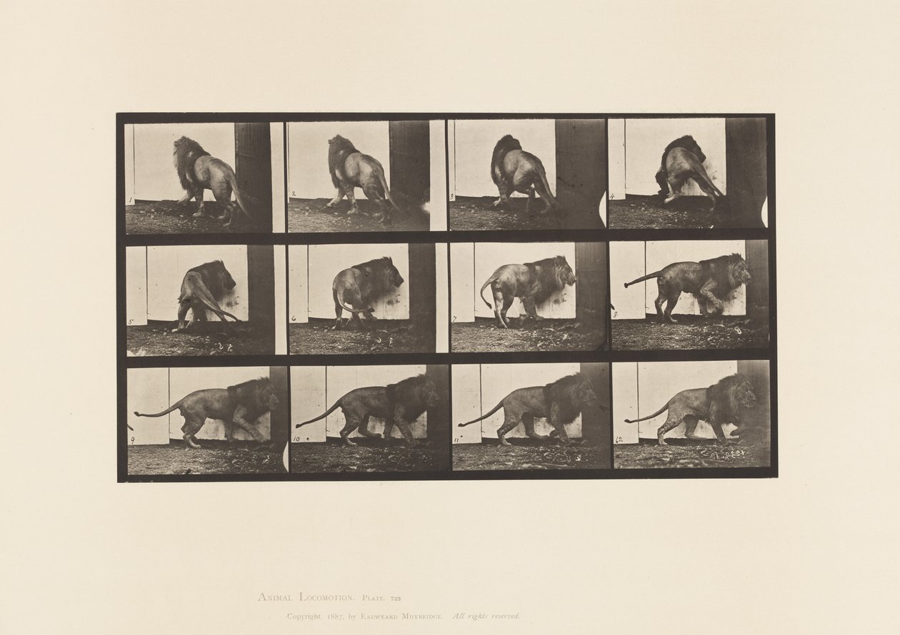 Tallrik 725. Lejon; Går, vänder sig om av Eadweard Muybridge
