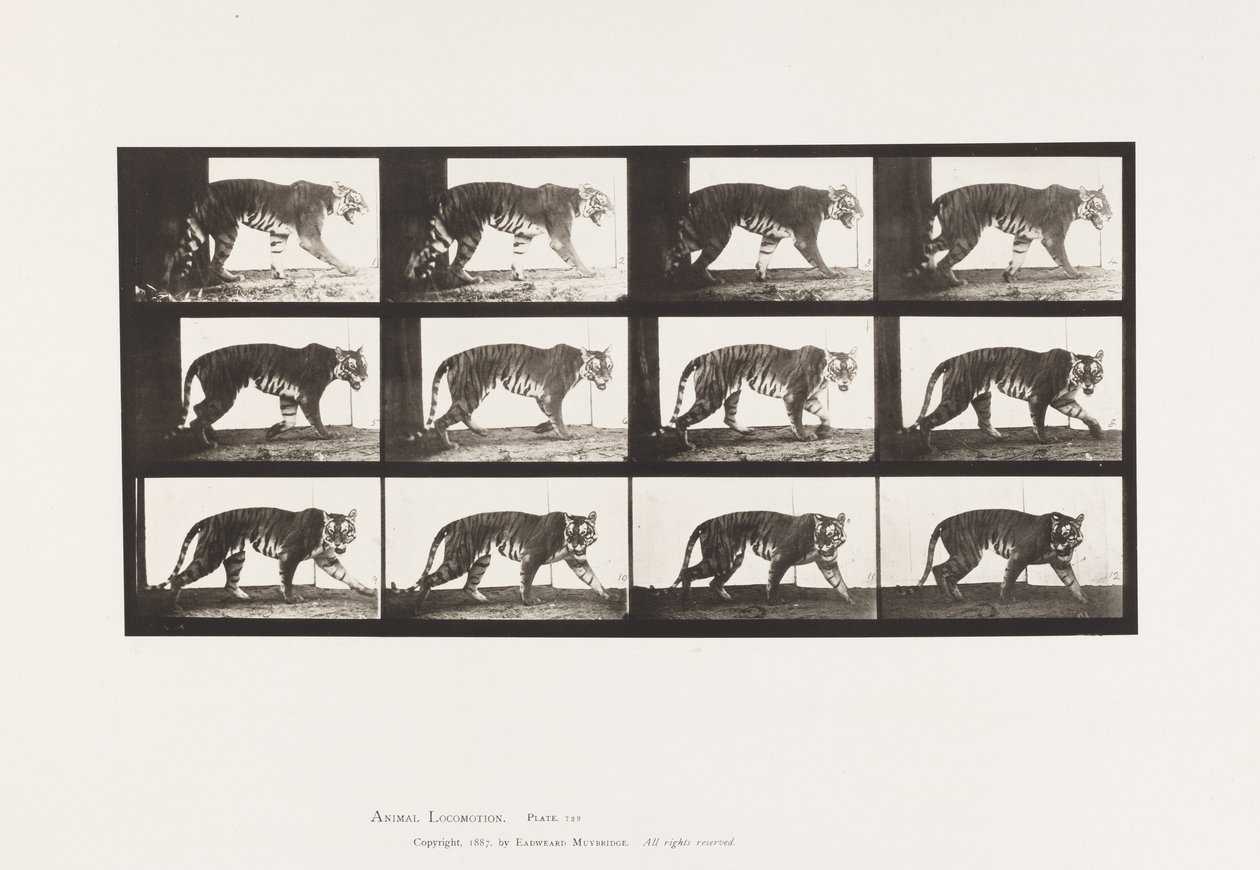 Tavla 729. Tigress; Gående av Eadweard Muybridge