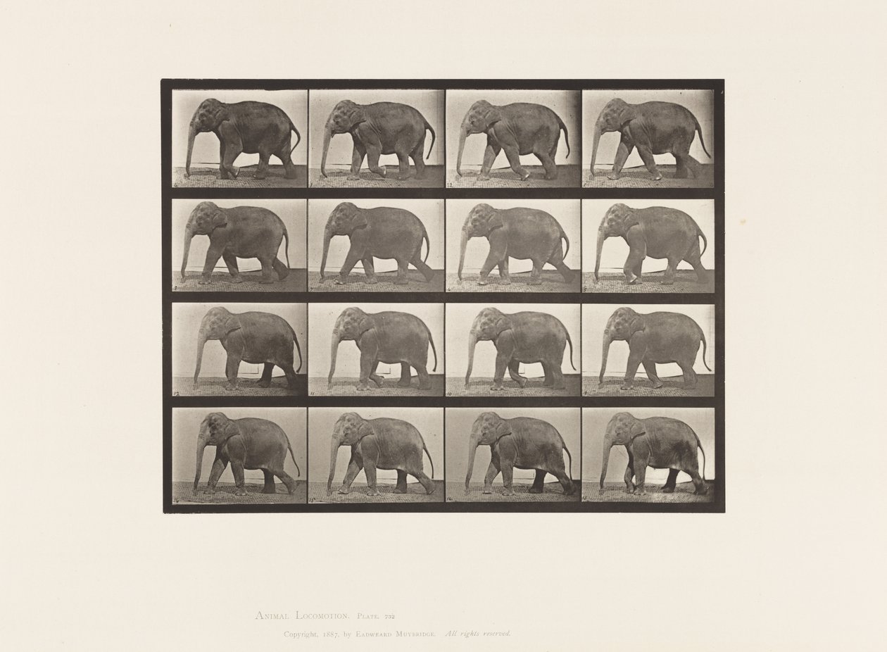 Tallrik 732. Elefant; Gående av Eadweard Muybridge