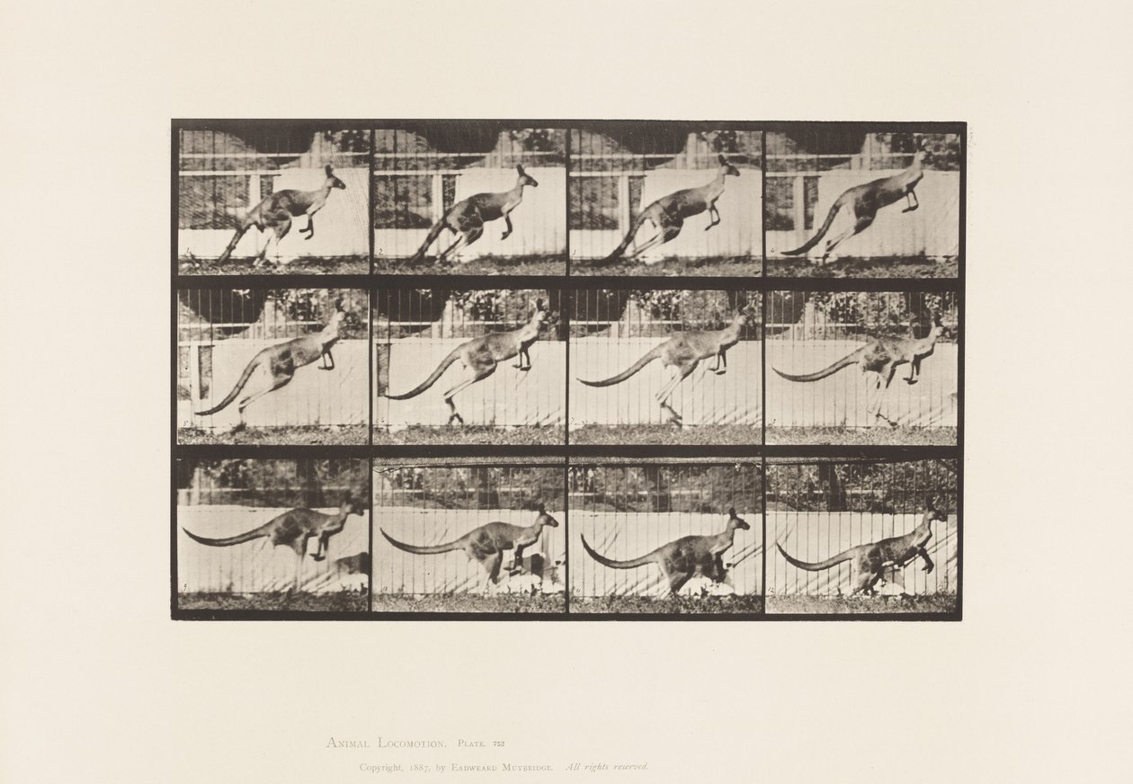 Tavla 752. Känguru; Hoppar av Eadweard Muybridge