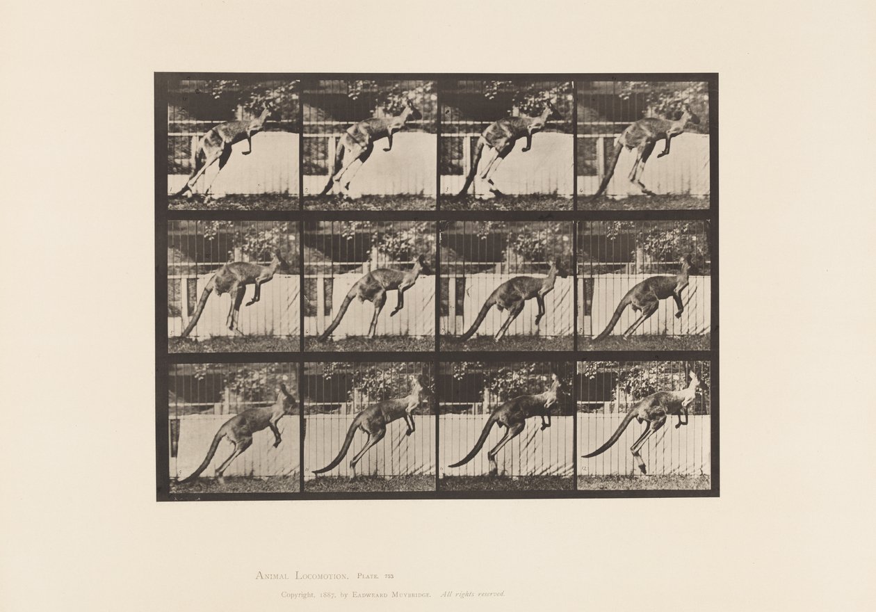 Tavla 753. Känguru; Hoppar av Eadweard Muybridge