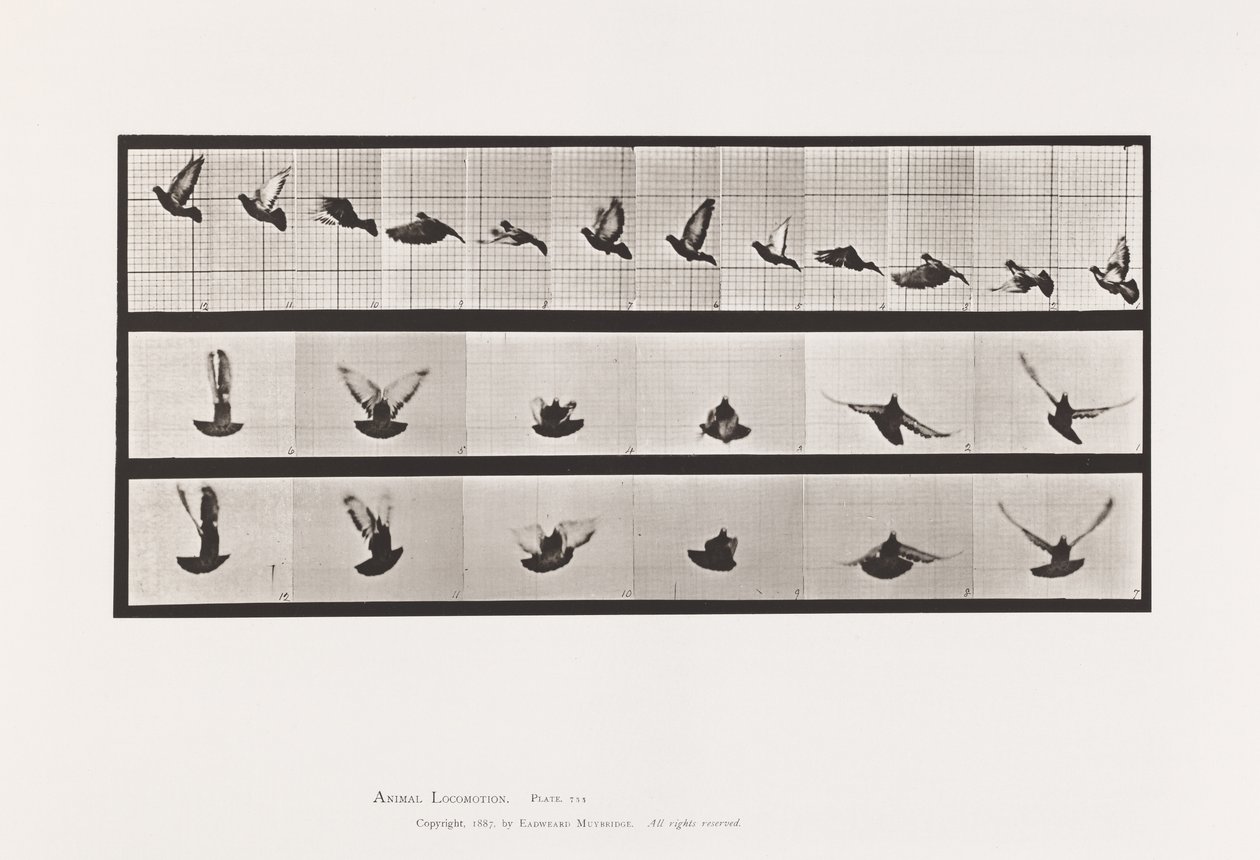 Tavla 755. Duva; Flygande av Eadweard Muybridge