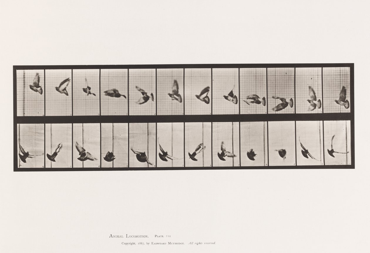 Tavla 756. Duva; Flygande av Eadweard Muybridge