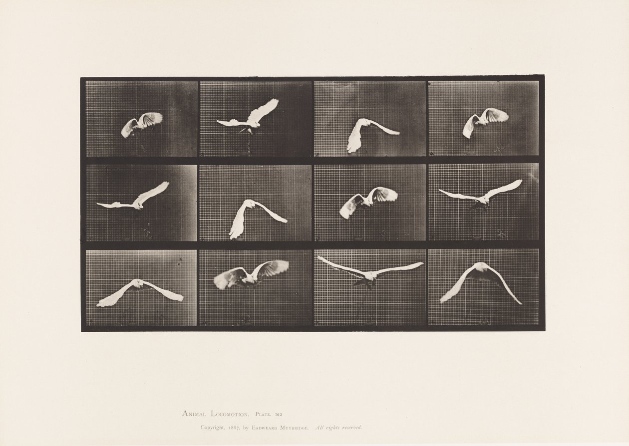 Tallrik 762. Kakadua; Flygande av Eadweard Muybridge