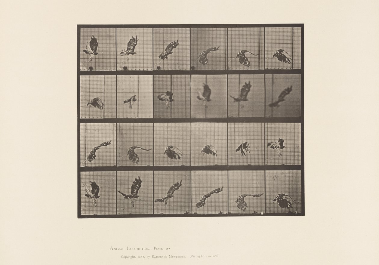 Tavla 763. Rödstjärtad hök; Flygande av Eadweard Muybridge