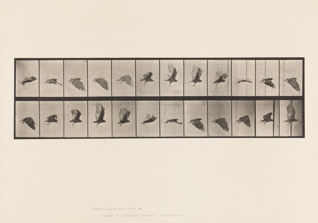Tavla 766. Gamar; Flygande av Eadweard Muybridge