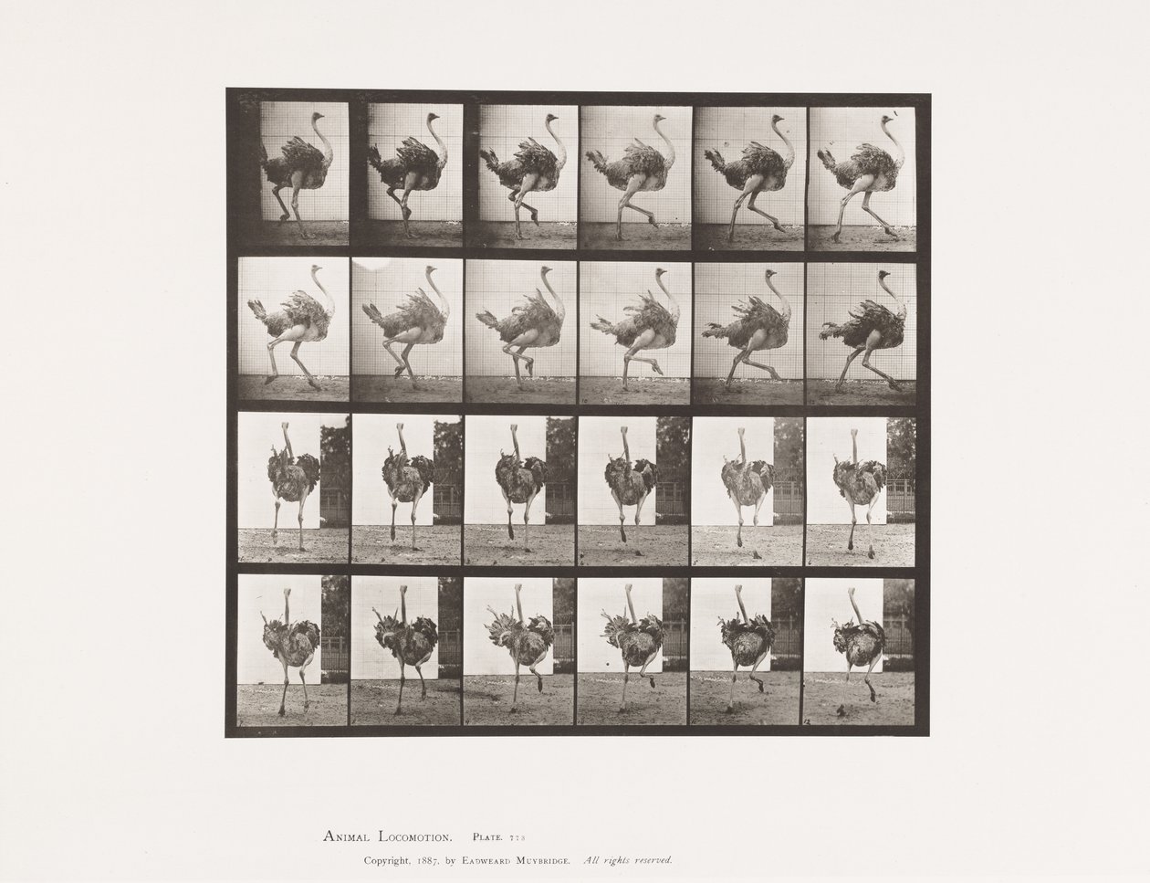 Tavla 773. Struts; Löpning av Eadweard Muybridge