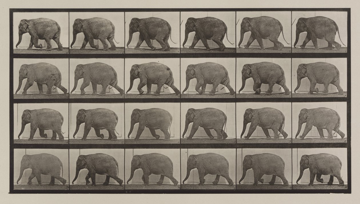Plåt nummer 733. Elefantvandring av Eadweard Muybridge