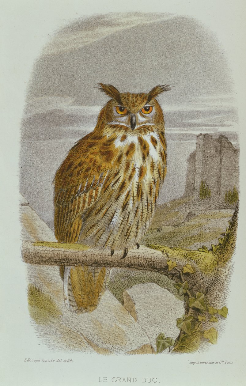 Eurasian Eagle Owl (Bubo Bubo) av Edouard Travies