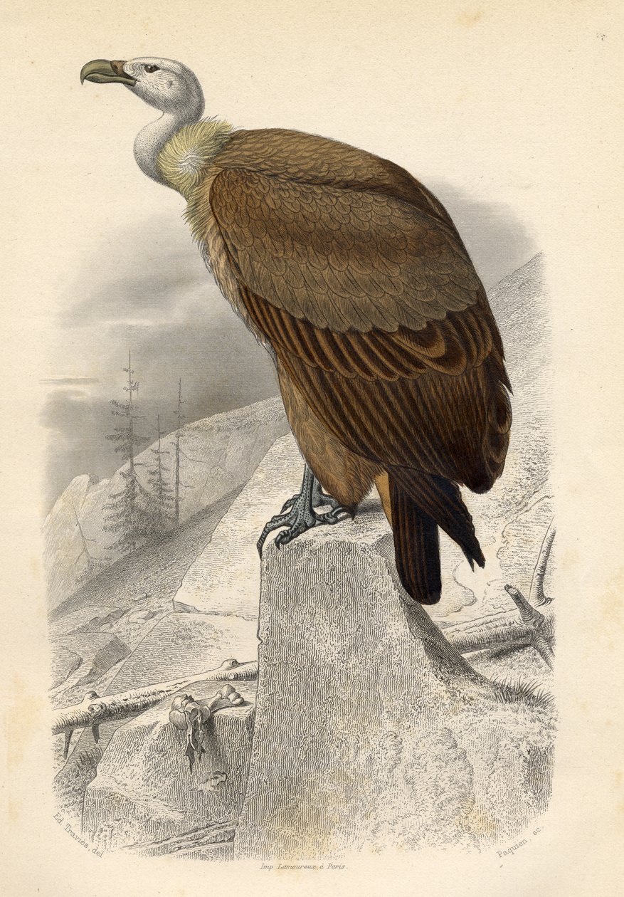 The Fawn Vulture, graverad av Paquien av Edouard Travies