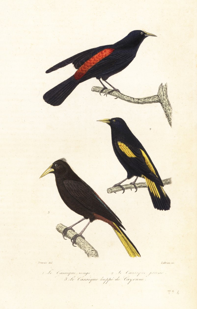 Cacique-arter och krönad oropendola. av Edouard (after) Travies