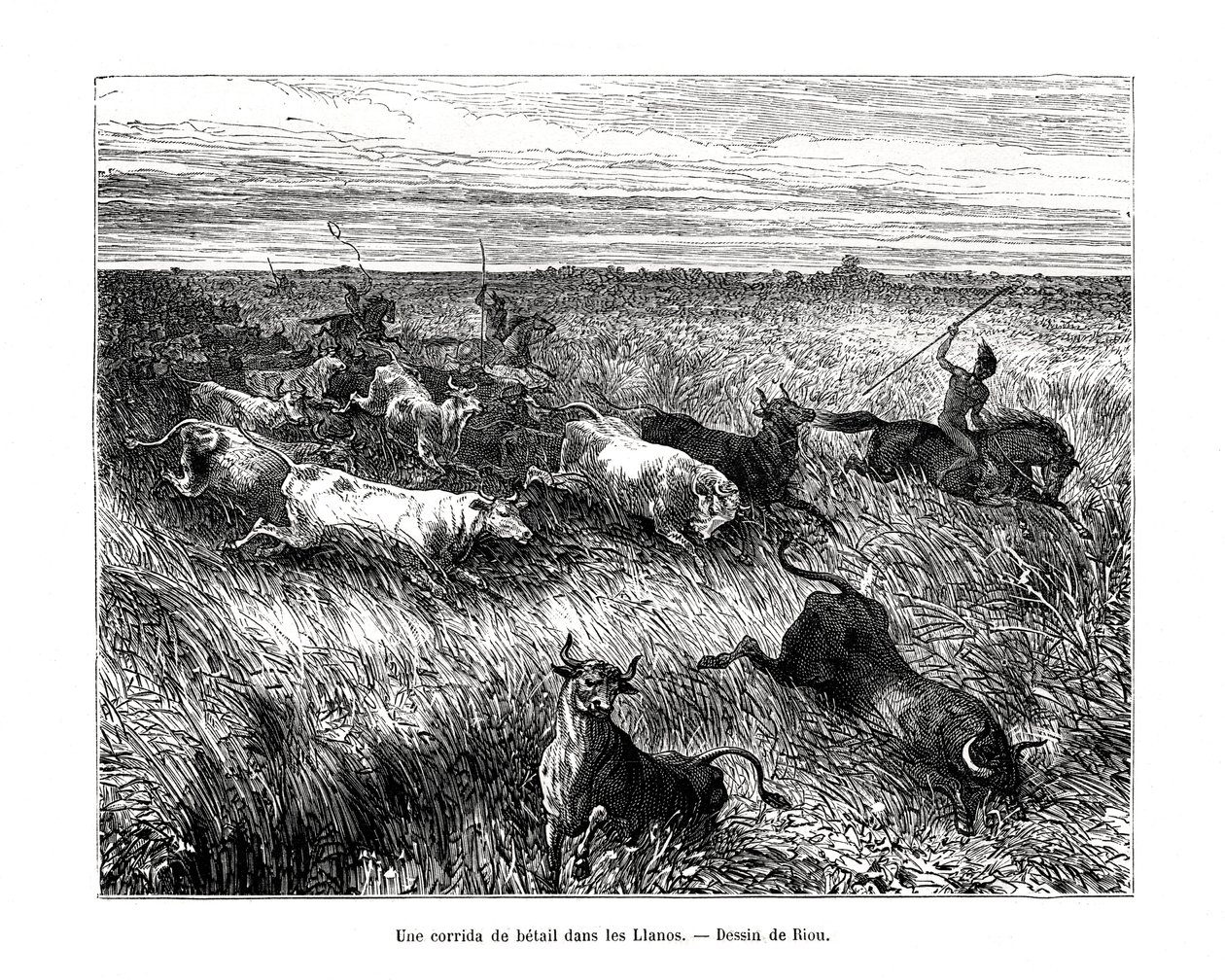 Boskap, Los Llanos, Venezuela, 1800-talet av Edouard Riou