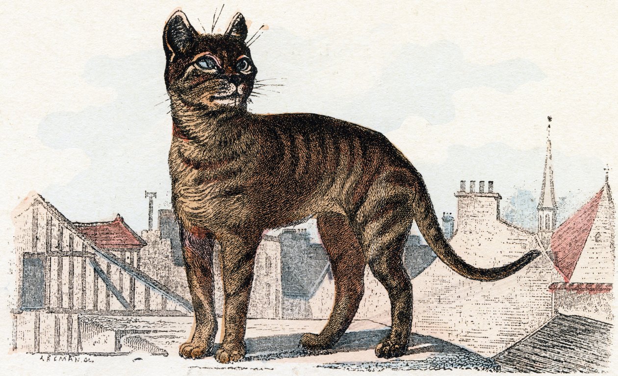 「動物イラストレイテッド アルファベット スウェーデン語」の猫 av Edouard Travies