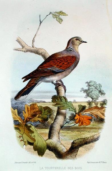 Turtle Duve (färg litho) av Edouard Travies