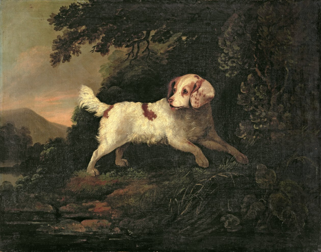 Studie av Clumber Spaniel i Wooded River Landscape av Edward Cooper