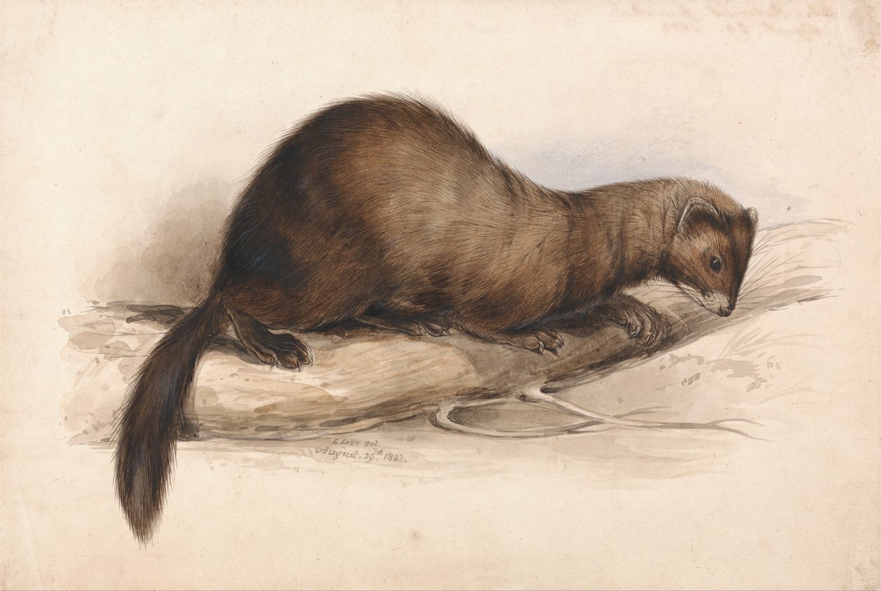 En vessla av Edward Lear