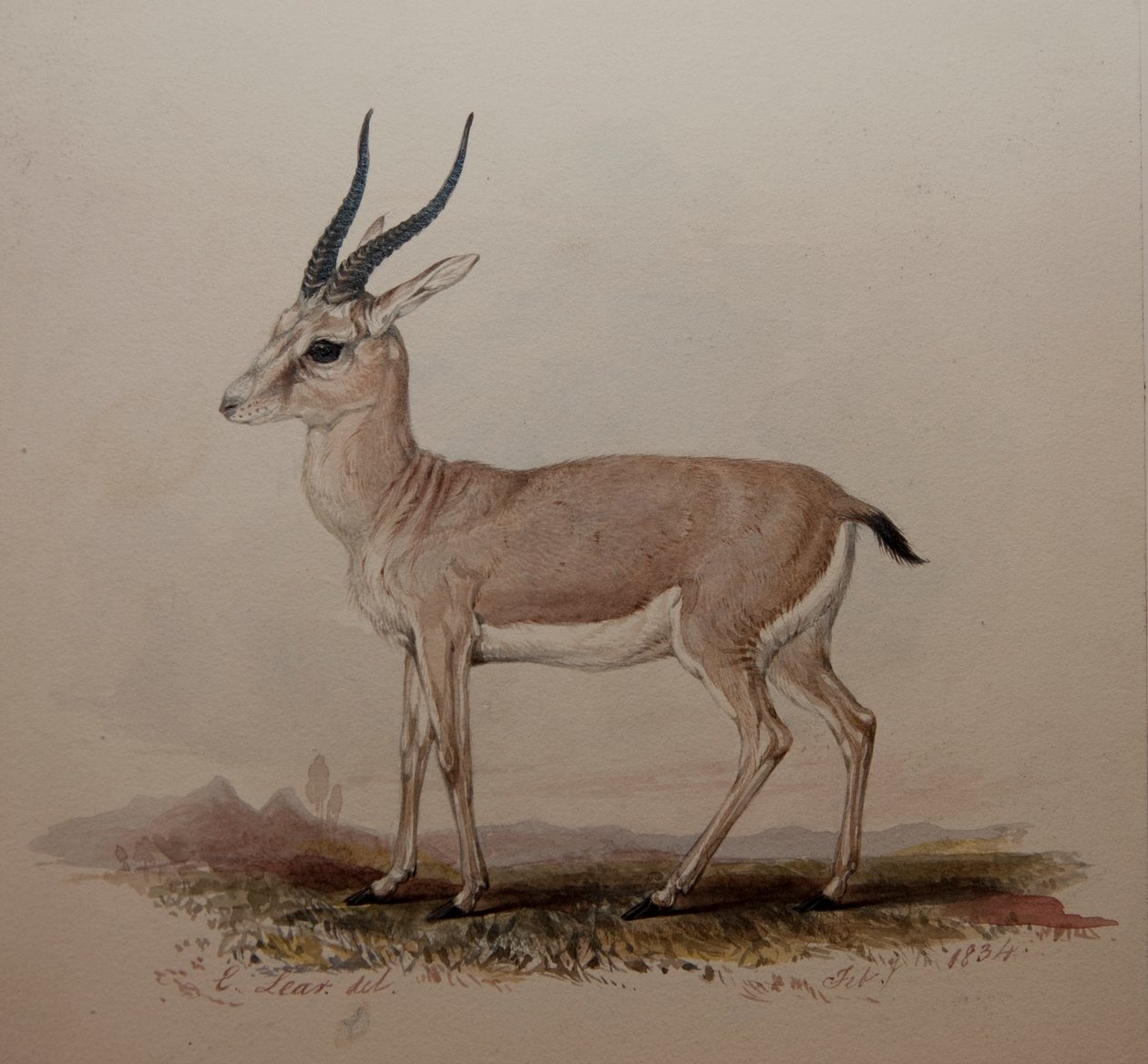Antilop, 1834 av Edward Lear