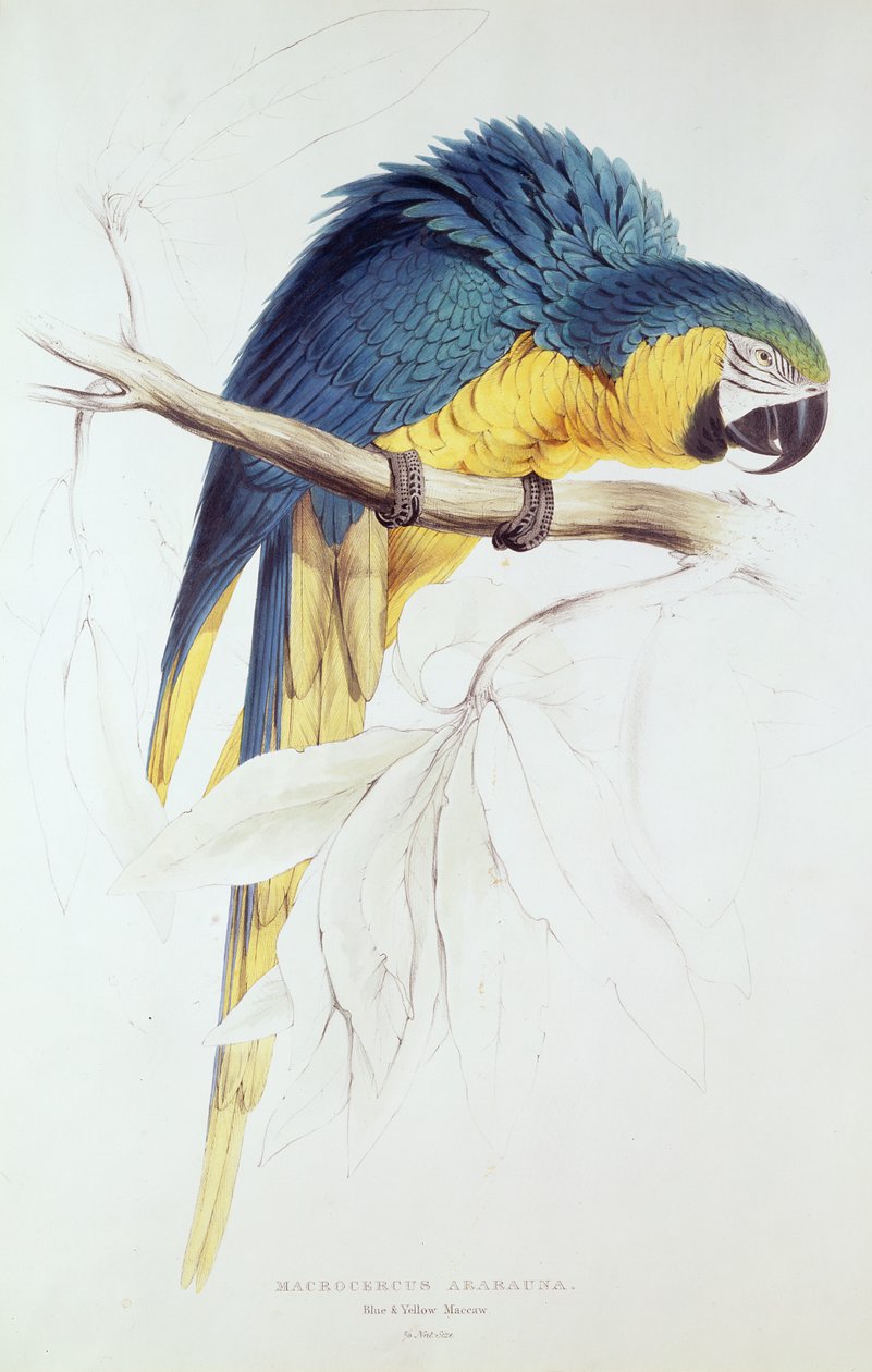 Lanu lanumoana ma samasama Macaw (vaega lanu)sua av Edward Lear