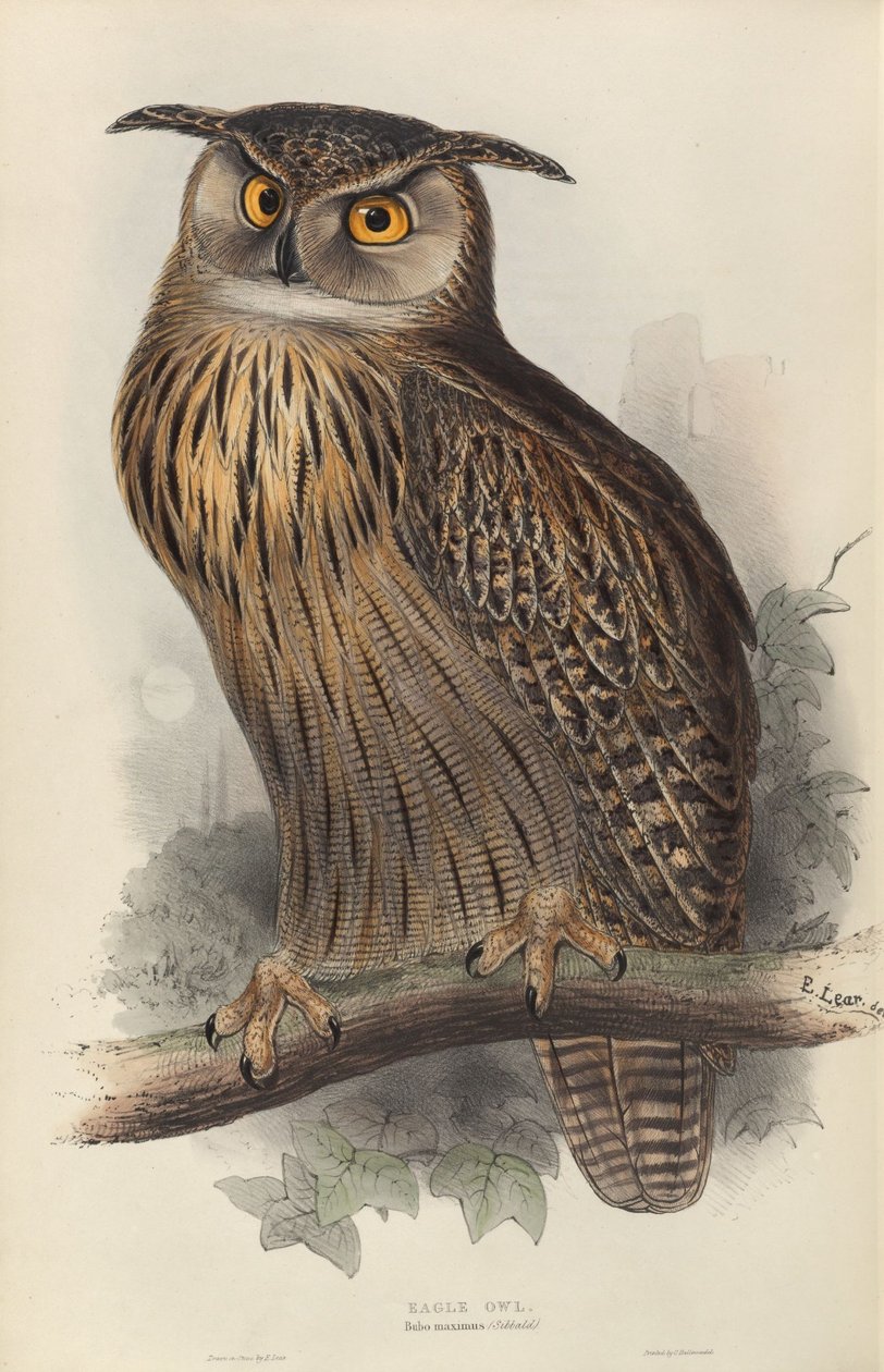 Bubo maximus av Edward Lear