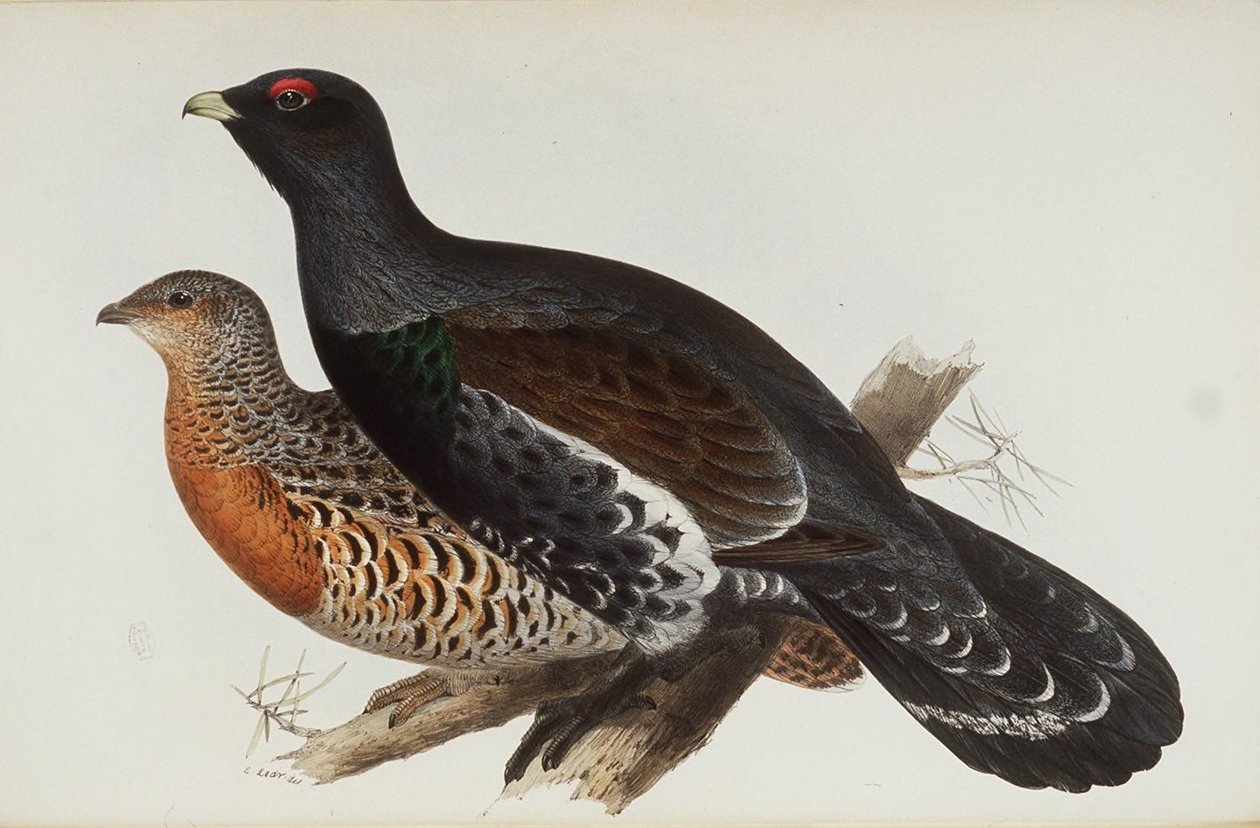 Cock of the Wood av Edward Lear
