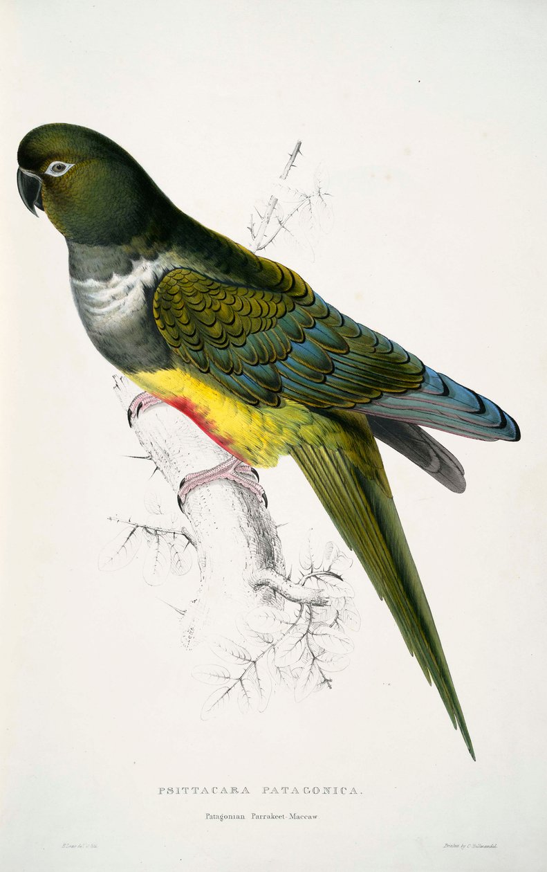 Cyanoliseus patagonus  av Edward Lear