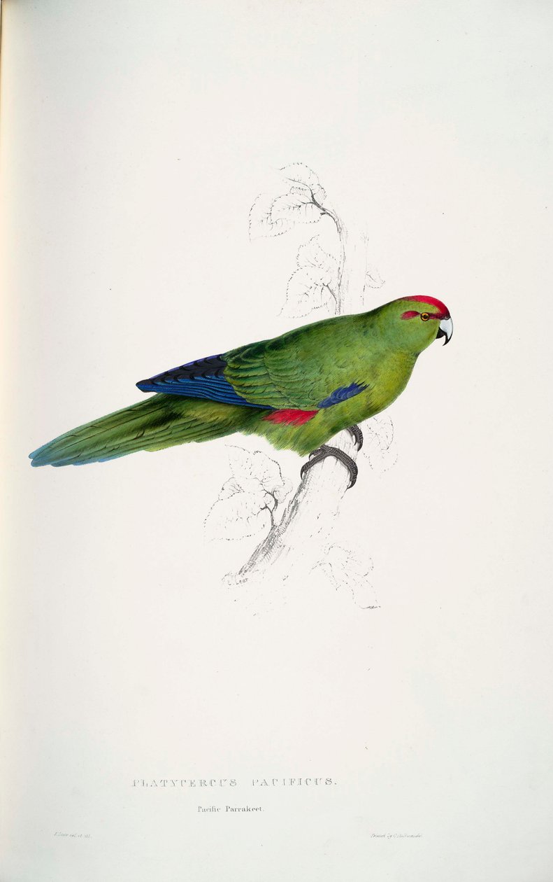Cyanoramphus novaezelandiae  av Edward Lear