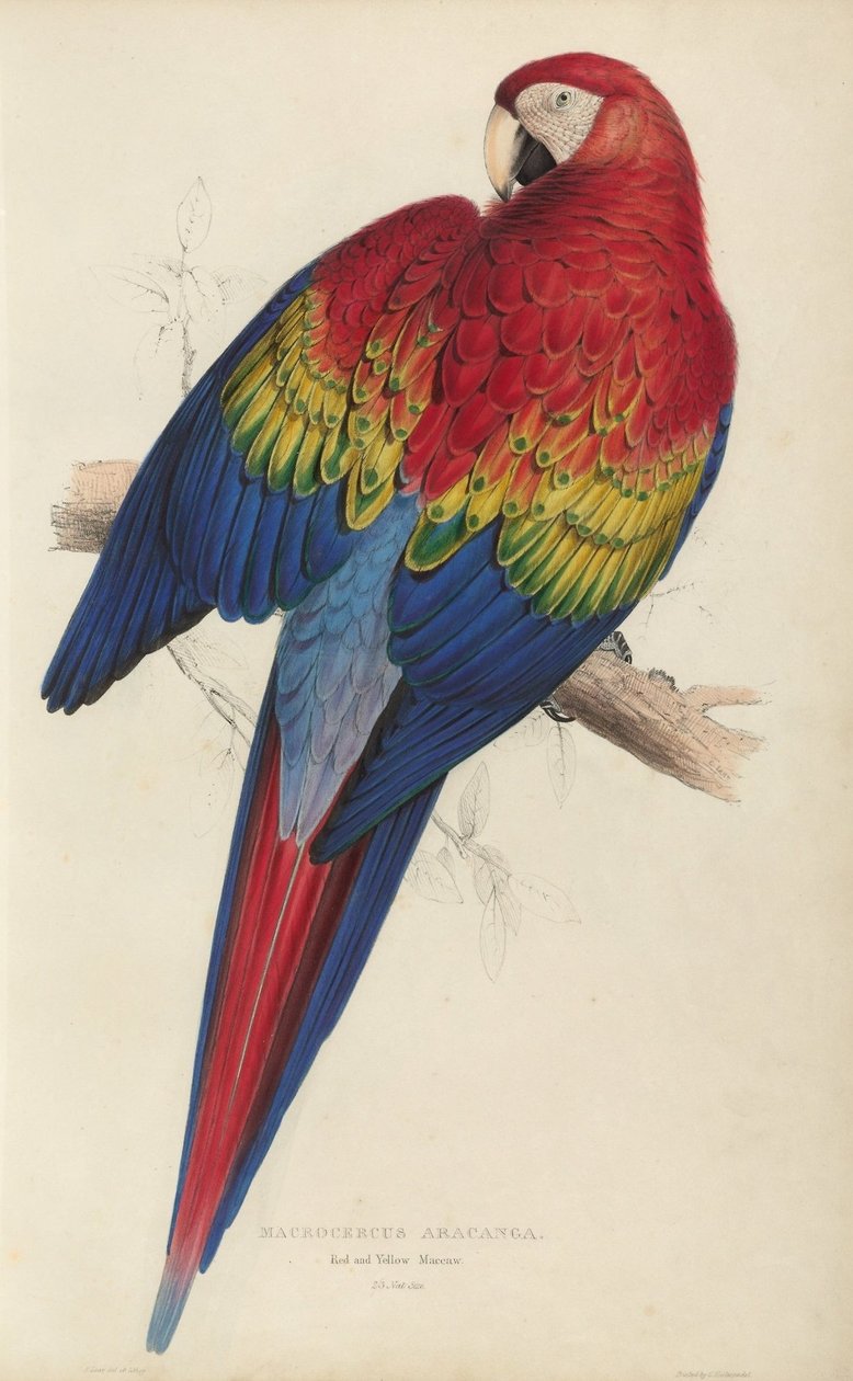Illustrations of the family of Psittacidœ, or parrots, plate 7 av Edward Lear