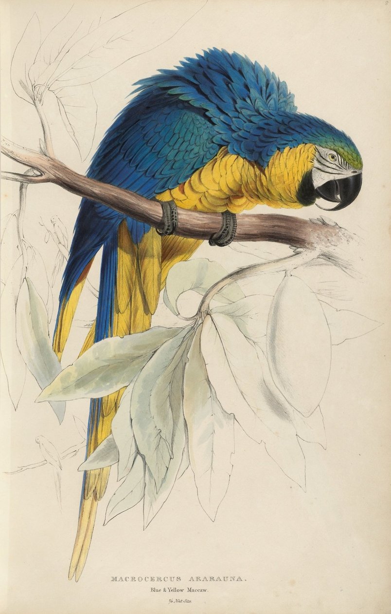 Illustrations of the family of Psittacidœ, or parrots, plate 8 av Edward Lear