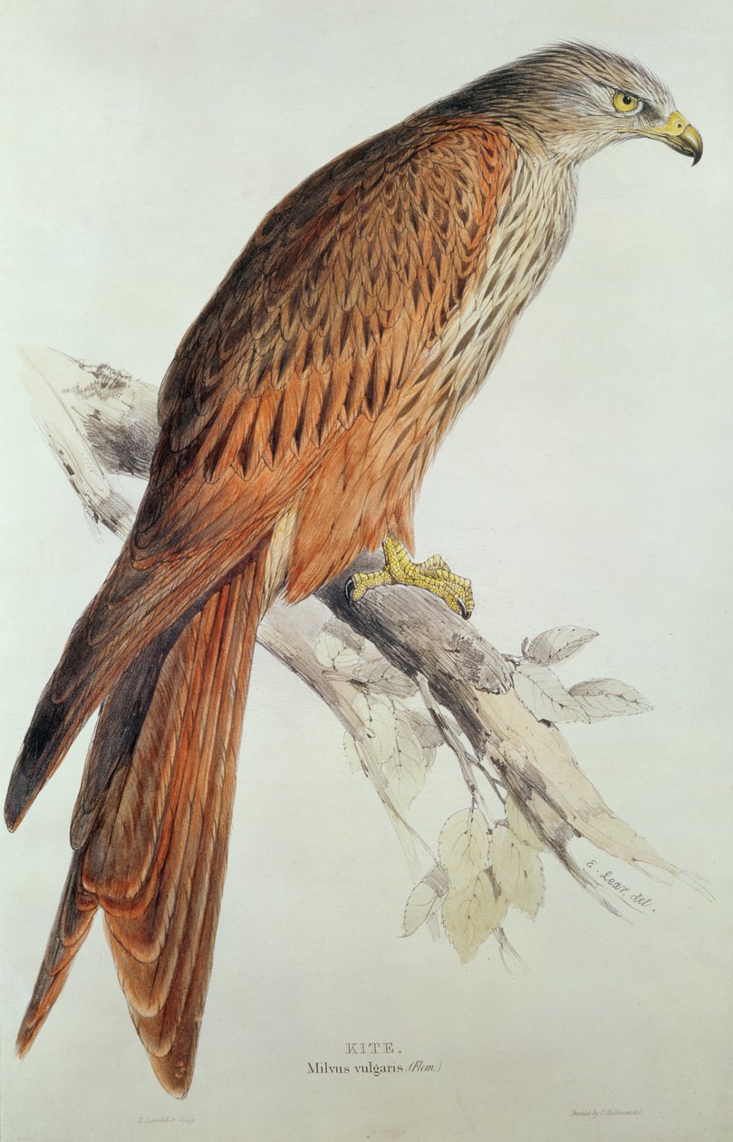 Drake av Edward Lear