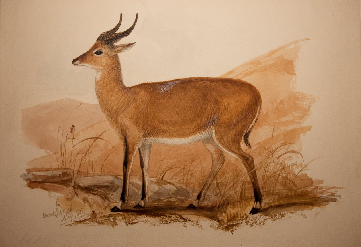 Kob Antilope, 1837 av Edward Lear