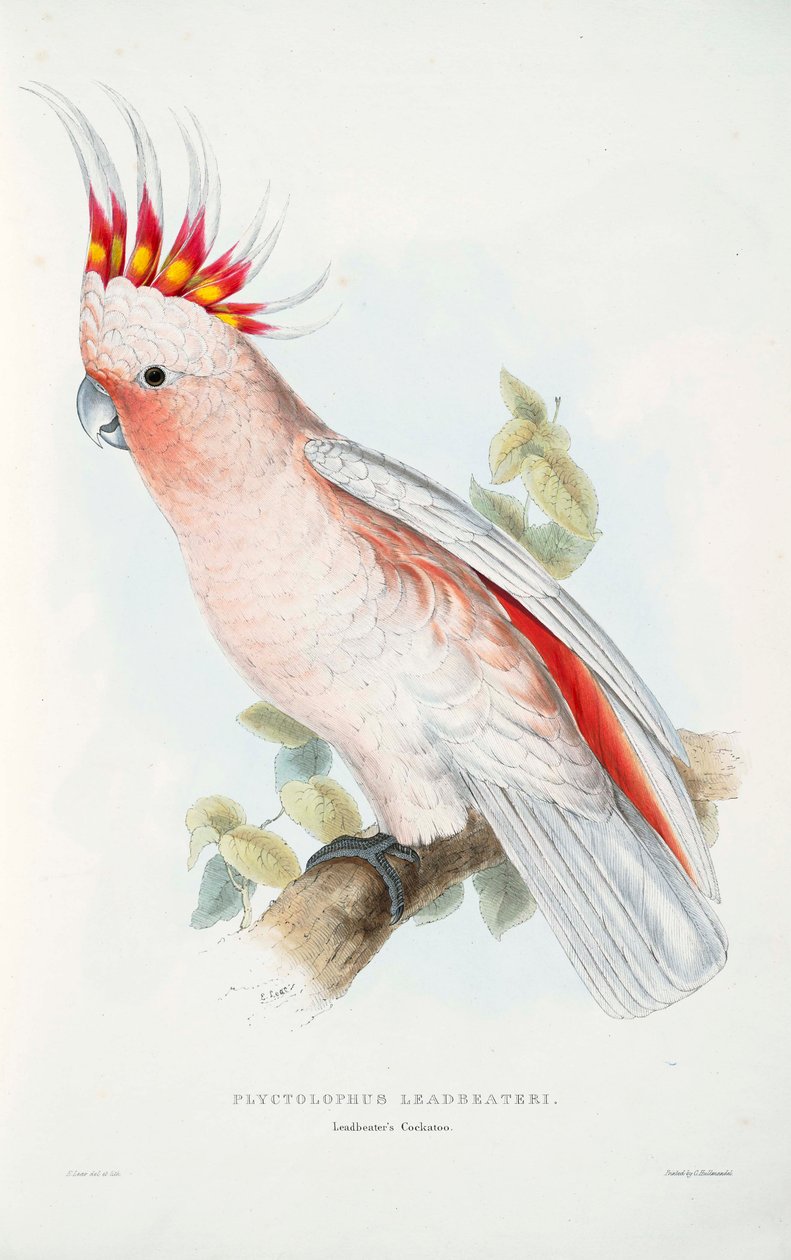 Lophochroa leadbeateri  av Edward Lear