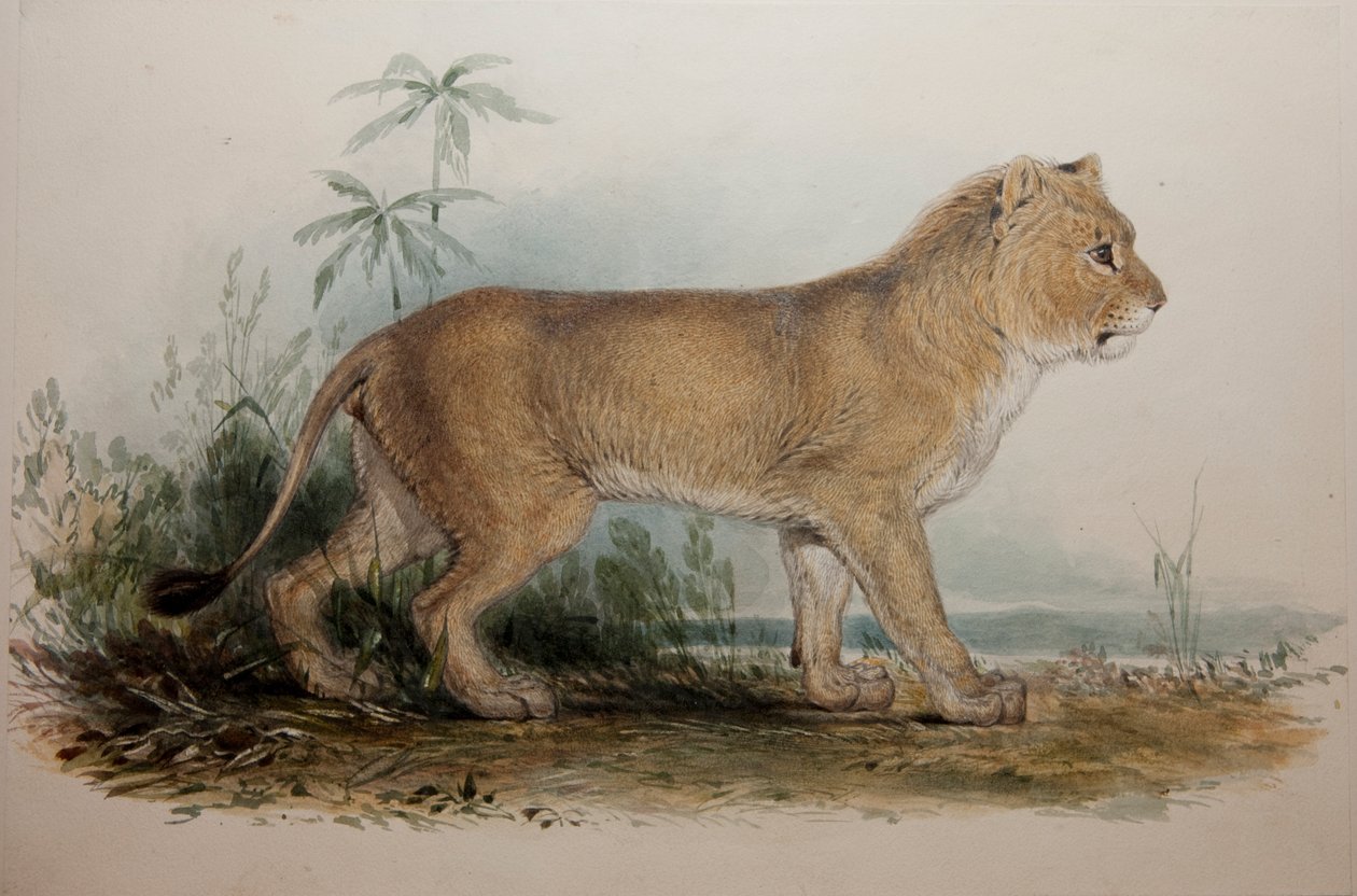 Manlöst lejon av Guzerat, 1835 av Edward Lear