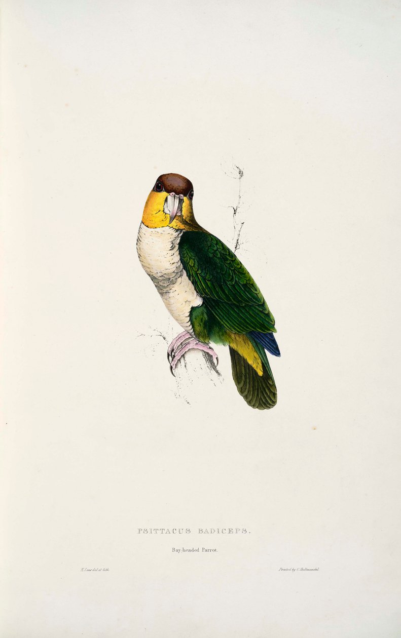 Pionites leucogaster  av Edward Lear