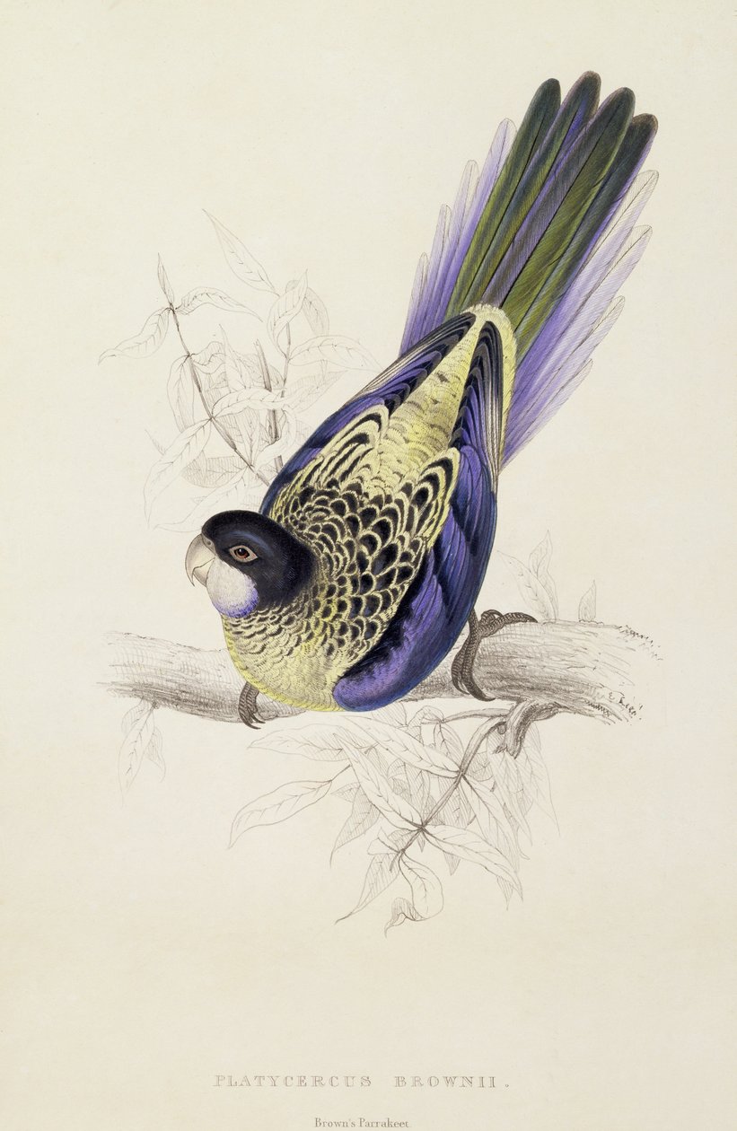 Platycercus Brownii, eller Browns parakit (Plåt 20), 1832 av Edward Lear