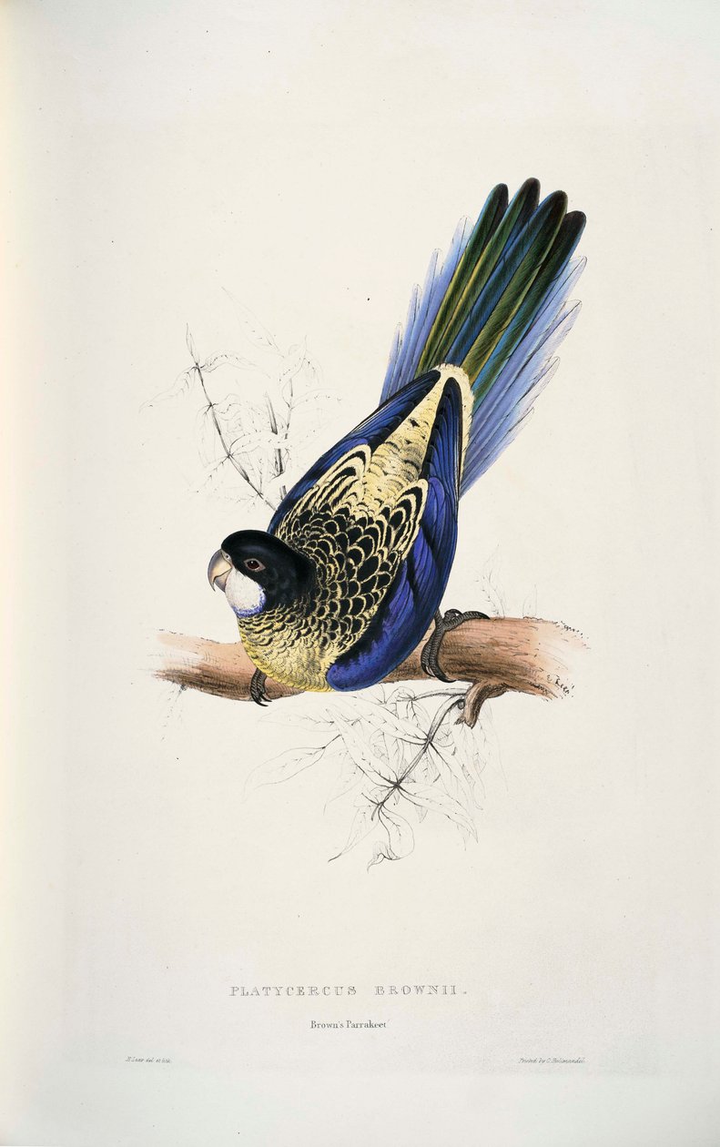 Platycercus venustus  av Edward Lear