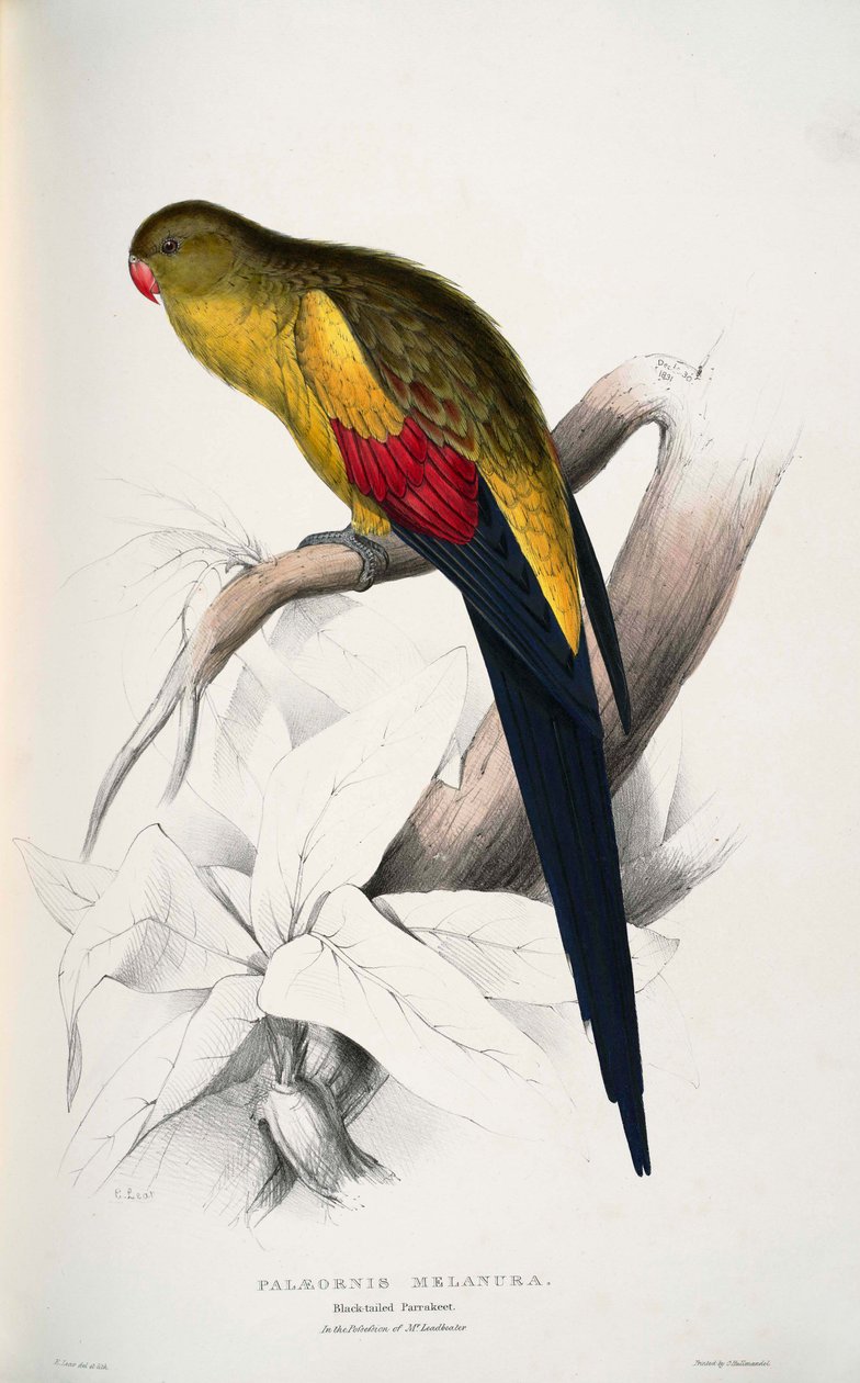 Polytelis anthopeplus  av Edward Lear