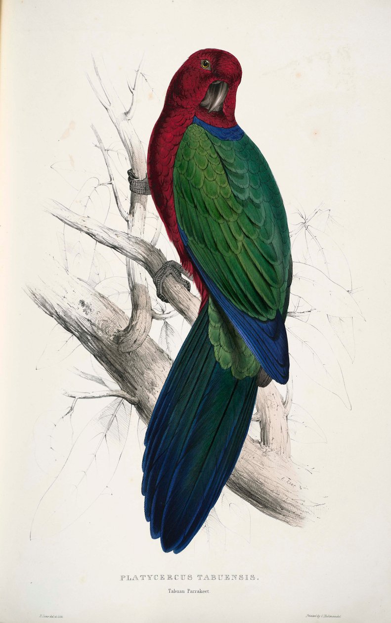 Prosopeia tabuensis  av Edward Lear