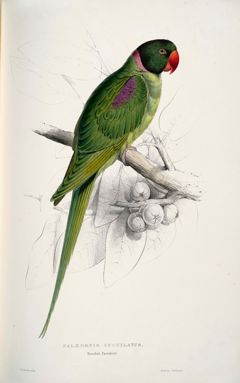 Psittacula eupatria  av Edward Lear