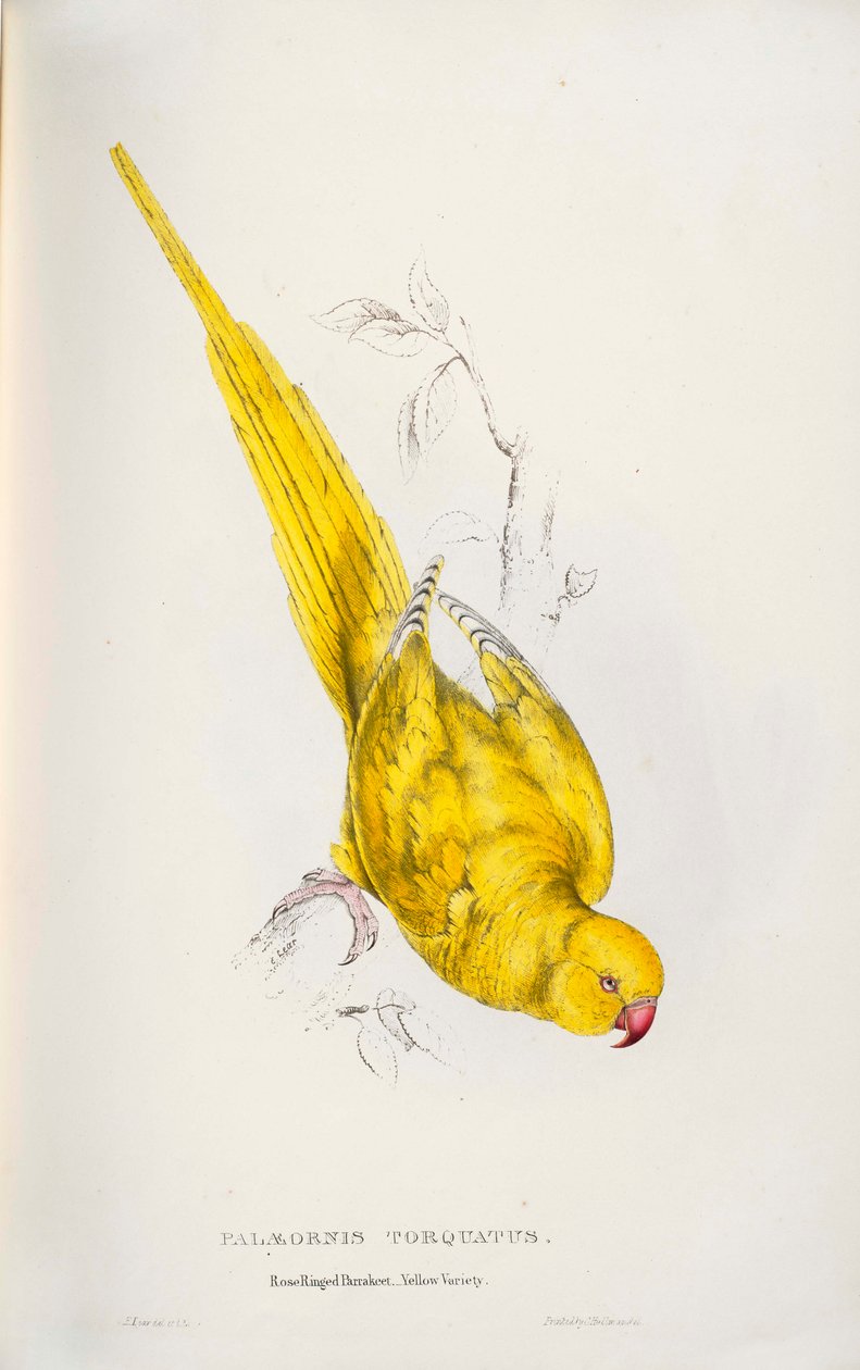 Psittacula krameri  av Edward Lear